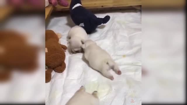 cute and funny baby dogs puppies23