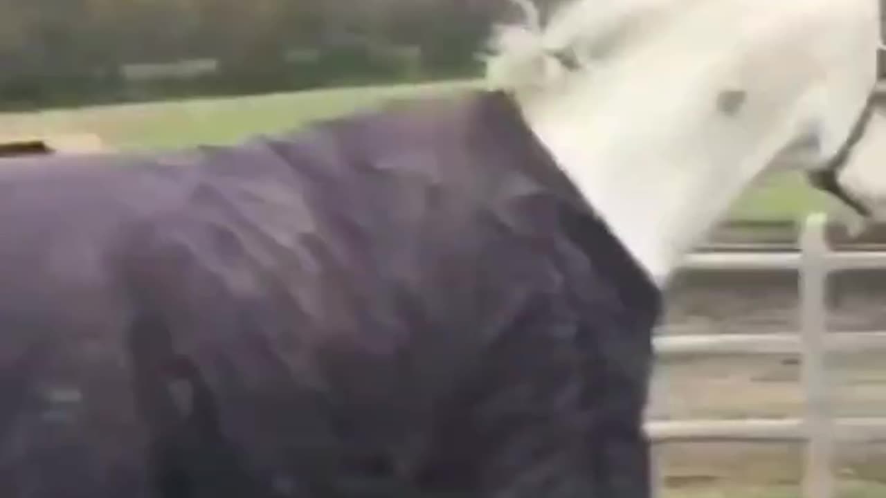 Don't hurt animals