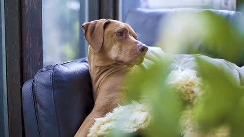 you are so sweet dog