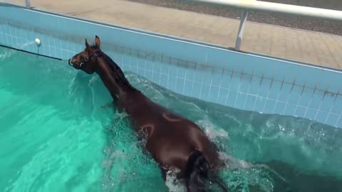 Beautiful horse swims in the water😍😍