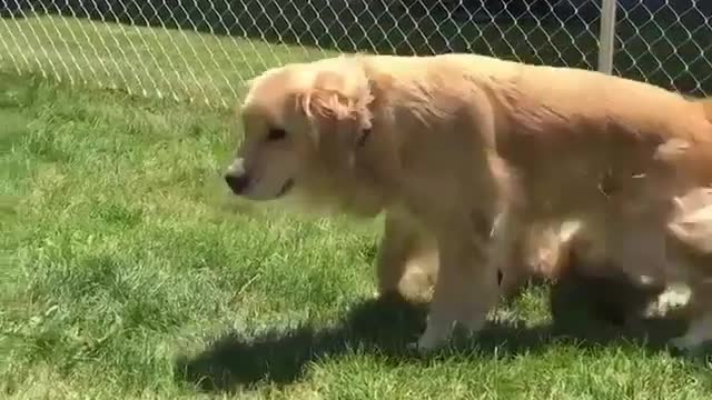 A very cute dog and her kids