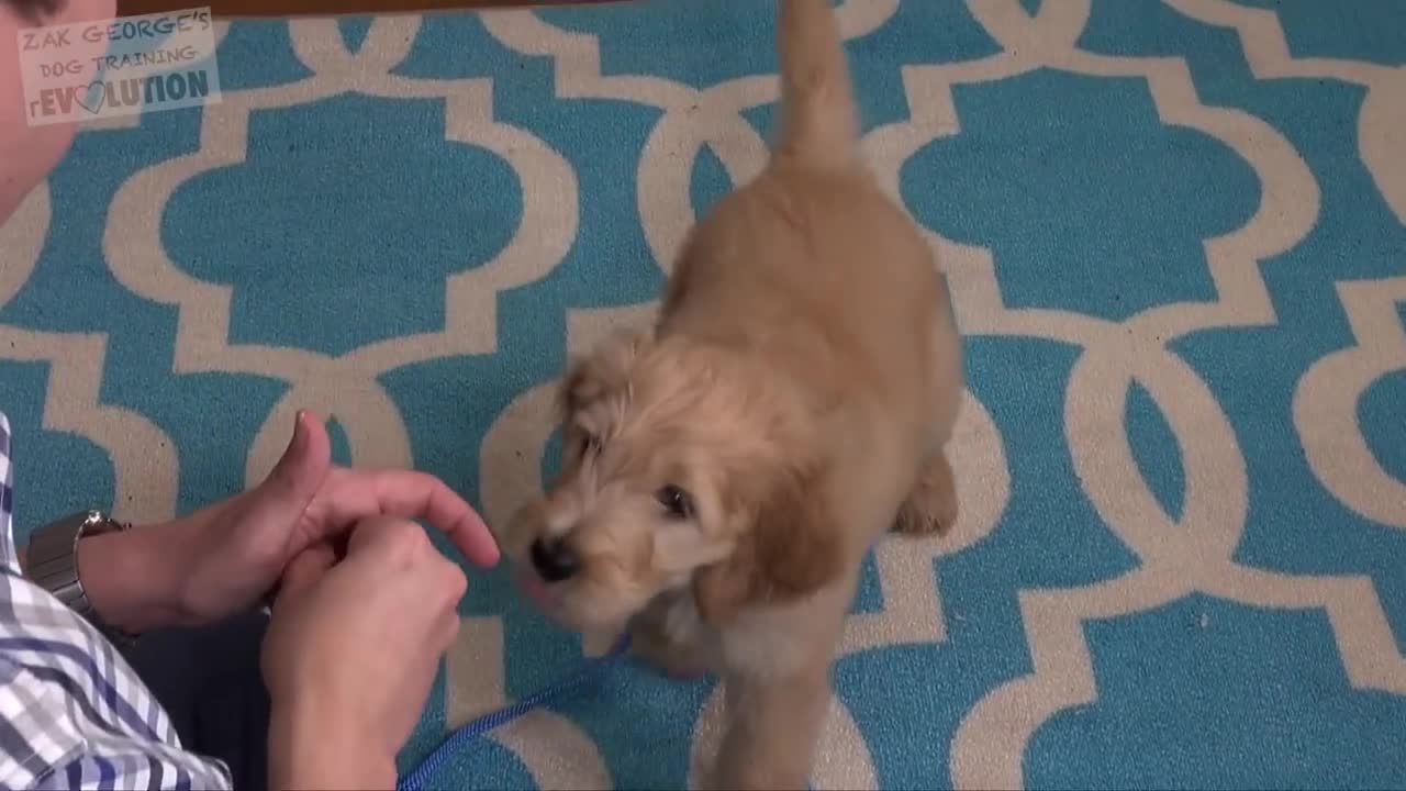 3 easy thing to teach a your new puppy