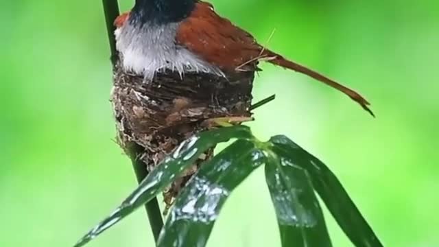 The lifeband bird uses its body to protect its children