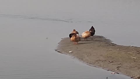 "Duck Makes a Splash: Spotted Swimming and Bathing with Joy in Local Pond!"