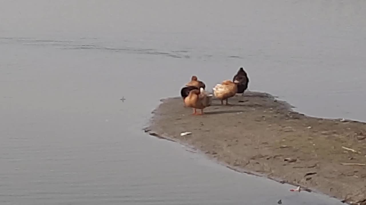 "Duck Makes a Splash: Spotted Swimming and Bathing with Joy in Local Pond!"