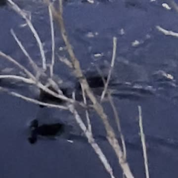baby ducks swim in the river at night