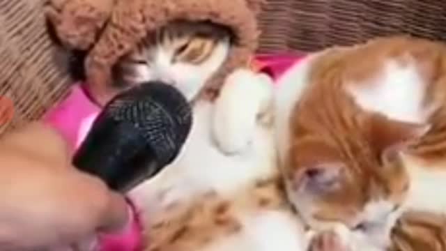 Cate short funny astrelian cat