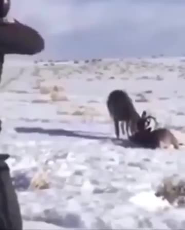 Park ranger breaks apart locked antlers of 2 bucks with a perfect shot
