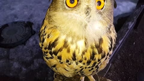 This Owl Really Likes The Feather On Its Face