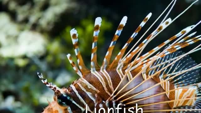 Top 10 Weird Sea Creatures