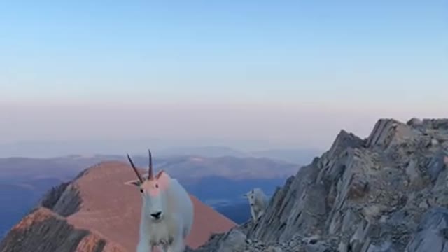 Hiker and mountain goats meet on Bridger Range summit