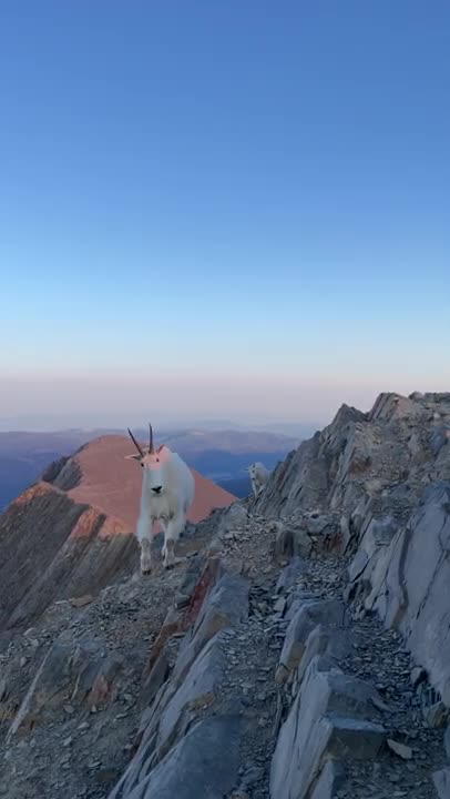 Hiker and mountain goats meet on Bridger Range summit