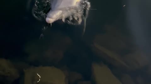 Dolphin And Boat Captain Are Best Friends