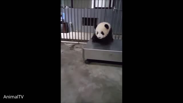 Baby Pandas Being cute