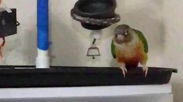 green cheek playing with his bell