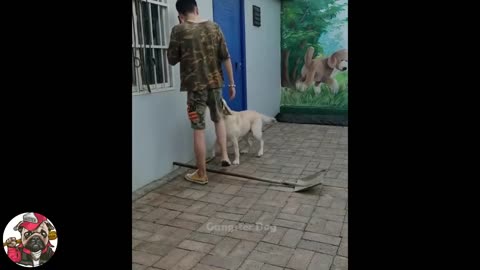 best memes videos 2020 funny dogs
