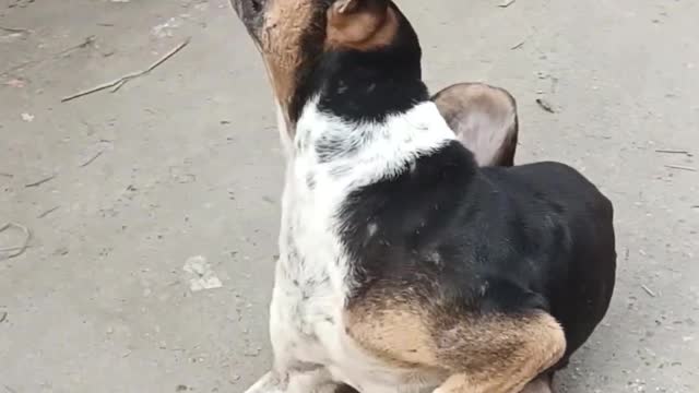 so helpless dog #shorts #trending #tiktok #cat #video #shortsfeed #viralshort #shortfeed #dog