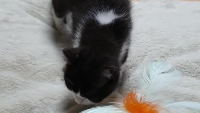 A cat doing laundry hard.