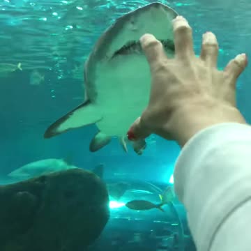 Shark extreme furious moment's