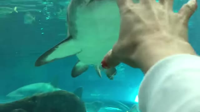 Shark extreme furious moment's