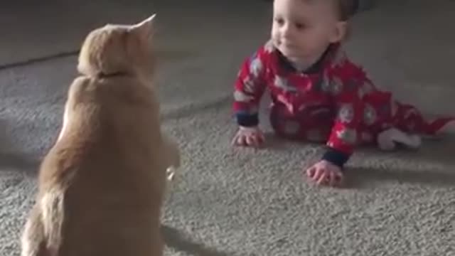 babies-vs-cats-hilarious-and-funny-videos-try-not-to-laugh MHG926