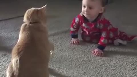 babies-vs-cats-hilarious-and-funny-videos-try-not-to-laugh MHG926