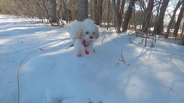 Toy Poodles, Popcorn & Peanut, Snow won't stop them