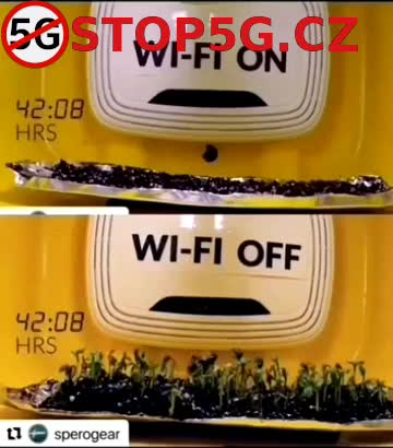 Vliv Wi-Fi na rostliny, stromy během 69 hodin …