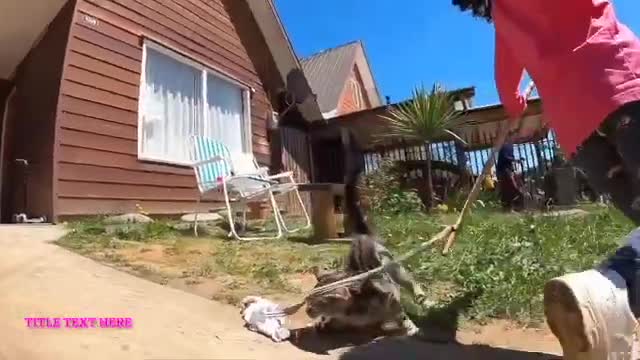 Cute Cat funny Video