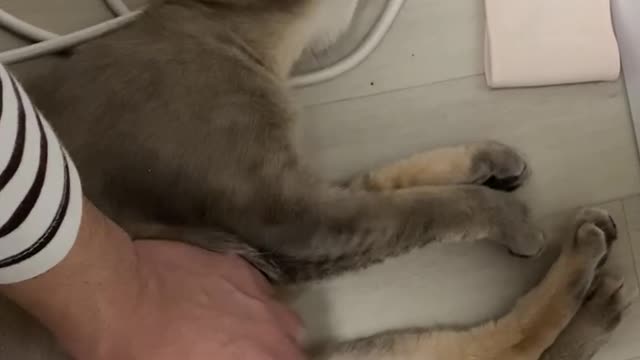 A cat who likes to touch the stomach