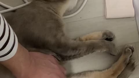 A cat who likes to touch the stomach