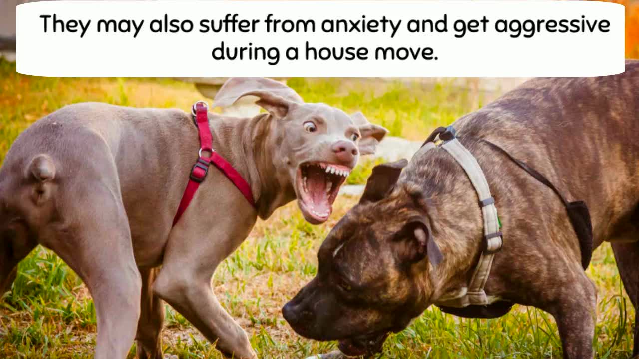 Dos and Don'ts While Moving with Pets