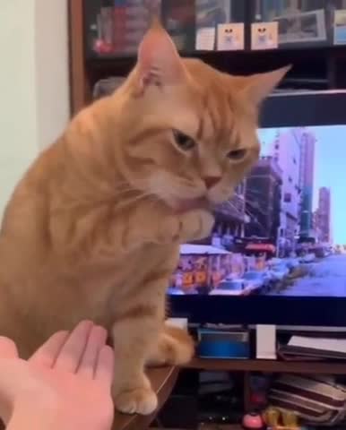 Cat Faked High Five