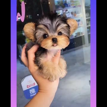 Cute and Funny Dogs Videoz Please see this video