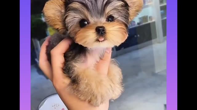 Cute and Funny Dogs Videoz Please see this video