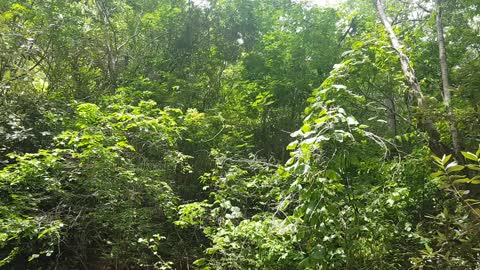 Bahia - caatinga - mata atlântica