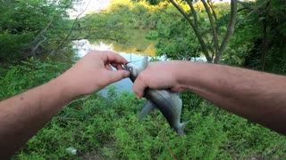 Pond Catfishing and Test of Gopro8