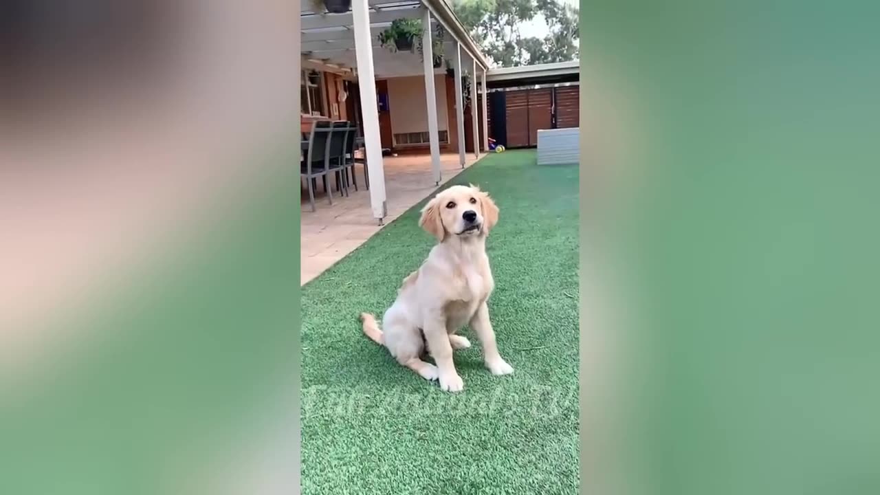 New Funny Videos 2024 😍 Cutest Cats and Dogs 🐱🐶 Part 142