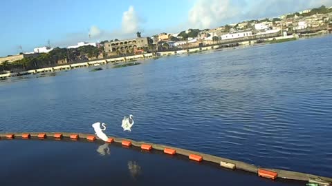 Egrets On Rio Ozama