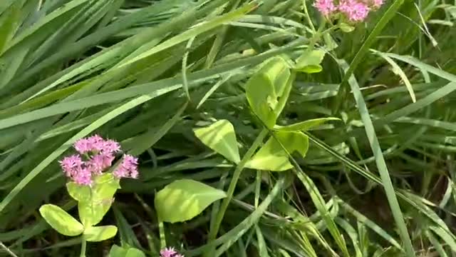 The leaves of this flower are very special