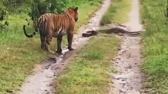 Tiger attacked python in Jim corbett national park