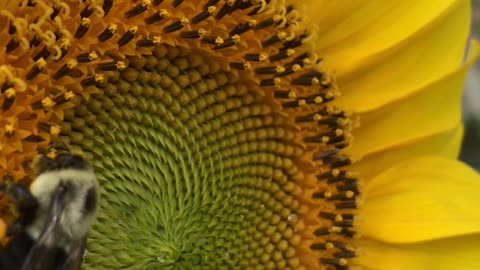 Bumble bee collecting pollen on sunflower