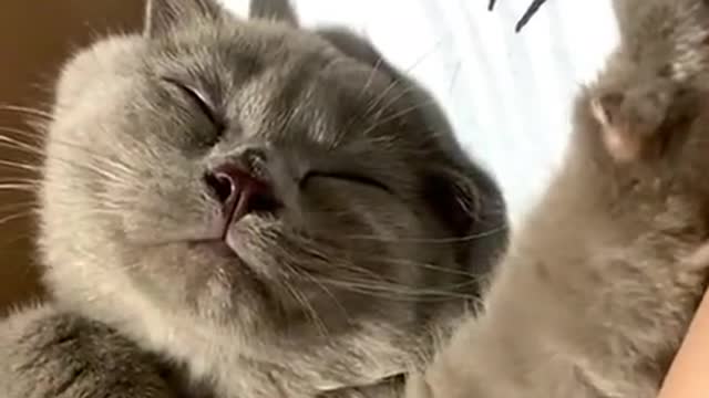 Sleep is a priority for cats