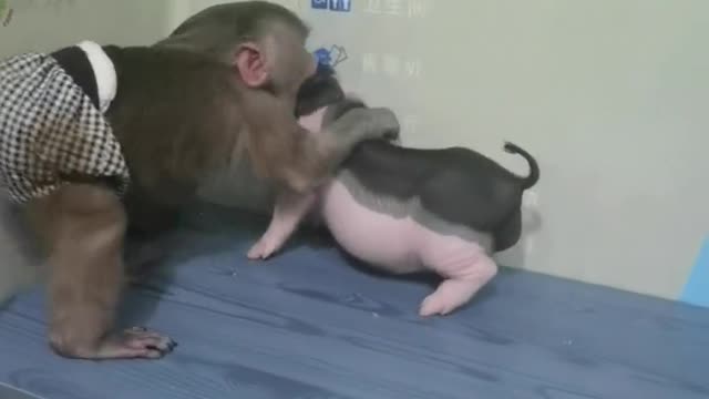 Cute little monkey playing with piggy