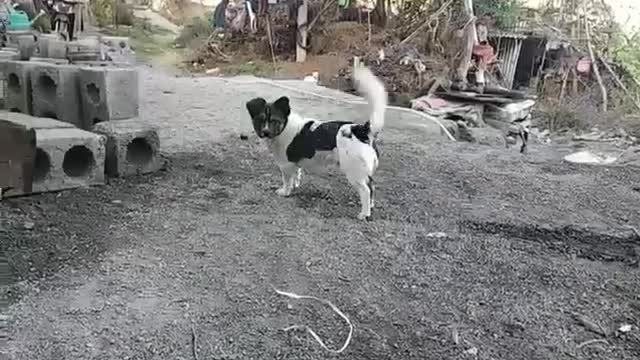 dog family