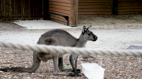 A Kangaroo Eating Food