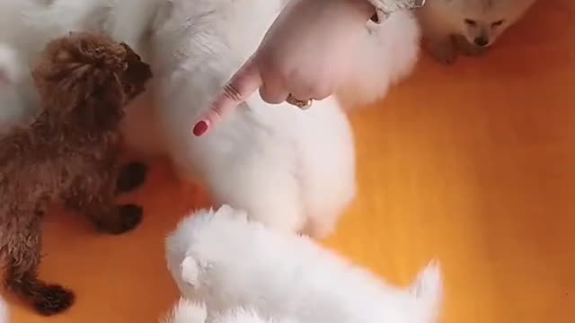 Animals Real Best Of The Feeding puppies