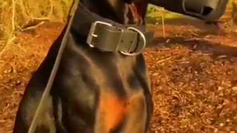 Popular dogs