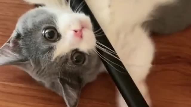 Cat video Playing Beautifull cat video Playing