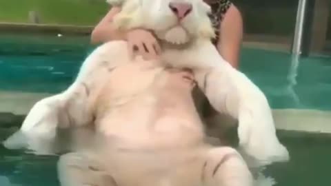 amazing kitten taking a good bath